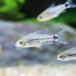 ( тропическая рыба ) Corydoras * - крепление, опора tasbla Klein ( wild )(1 шт ) Hokkaido авиапочта необходимо теплоизоляция 