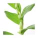 ( луговые и горные травы )himeizi(.amadokoro) 3.5 номер (1 pot )(.. состояние ) огород 