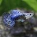 ( тропическая рыба ) Blue Dragon * Guppy ( местного производства Guppy )(1 пара ) Hokkaido * Kyushu авиапочта необходимо теплоизоляция 