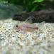 ( тропическая рыба ) Corydoras sp.mss( bleed )(1 шт ) Okinawa доставка отдельно Hokkaido авиапочта необходимо теплоизоляция 