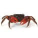 ( креветка * краб ) красный Spider Club (1 шт ) Hokkaido * Kyushu авиапочта необходимо теплоизоляция 