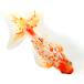 ( местного производства золотая рыбка ) один пункт предмет Dragon шкала Japanese wakin 17cm±(1 шт )