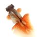 ( золотая рыбка ) один пункт предмет menou бабочка хвост |.. бабочка хвост 11cm±( China производство )(1 шт )