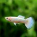 ( тропическая рыба ) полный Gold Guppy ( местного производства Guppy )(1 пара ) Hokkaido авиапочта необходимо теплоизоляция 