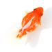( золотая рыбка ) один пункт предмет Broad tail Ryuukin 12cm±( Indonesia производство )(1 шт )
