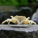 ( креветка * краб )(B товар )pompon Club (1 шт )
