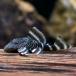 ( тропическая рыба ) один пункт предмет Queen лабиринт Tiger * Plecostomus S размер ( wild )(1 шт ) Hokkaido авиапочта необходимо теплоизоляция 