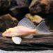 ( тропическая рыба ) один пункт предмет a рубин no собственный .n* Plecostomus Short корпус (1 шт ) Hokkaido авиапочта необходимо теплоизоляция 