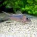 ( тропическая рыба ) Corydoras *jiga-tas( wild )(1 шт ) Hokkaido * Kyushu авиапочта необходимо теплоизоляция 