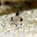 ( тропическая рыба ) Corydoras * Panda длинный ласты (1 шт ) Hokkaido * Kyushu авиапочта необходимо теплоизоляция 