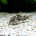( тропическая рыба ) Corydoras * bar балка tas( bleed )(1 шт ) Hokkaido * Kyushu авиапочта необходимо теплоизоляция 