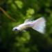 ( тропическая рыба ) Haku белый * Guppy ( местного производства Guppy )(1 пара ) Hokkaido * Kyushu авиапочта необходимо теплоизоляция 