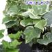 ( декоративное растение ) хедера ( ivy )( товар вид случайный ) 3 номер (3 pot )
