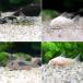 ( тропическая рыба ) начинающий предназначенный случайный Corydoras (3 шт ) Hokkaido * Kyushu авиапочта необходимо теплоизоляция 