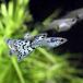 ( тропическая рыба ) слоновая кость Galaxy mo The ik* Guppy ( местного производства Guppy )(1 пара ) Hokkaido * Kyushu авиапочта необходимо теплоизоляция 