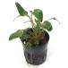 ( водоросли ) Cryptocoryne unte.la-ta красный ( водный лист )( восток юг рейс )(1 pot минут )