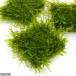 ( водоросли )* выращивание settled * Willow Moss плитка ( подводный лист )( нет пестициды )(1 шт )