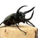 ( насекомое ) Chalcosoma atlas msi(. название . вид )slawesi производство WD 80~84mm(1 пара )