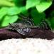 ( тропическая рыба ) orange спот собственный .n* Plecostomus ( bleed )(1 шт ) Hokkaido * Kyushu авиапочта необходимо теплоизоляция 