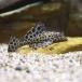 ( тропическая рыба ) собственный .n* Plecostomus ( bleed )(1 шт ) Hokkaido авиапочта необходимо теплоизоляция 