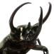 ( насекомое ) Chalcosoma atlas msi(. вид hesperus)mindanao производство взрослое насекомое WD 85~89mm(1 пара )