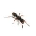 ( насекомое )rufipe -тактный fto - задний Rico ro колено (1 комплект ). Hokkaido * Kyushu авиапочта необходимо теплоизоляция 