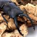 ( насекомое )gelachi Prosopocoilus inclinatus Вьетнам производство взрослое насекомое WF2 50~54mm(1 пара ) Hokkaido * Kyushu авиапочта необходимо теплоизоляция 
