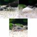 ( тропическая рыба ) Corydoras *3 вида комплект A комплект (3 шт )( разнообразные 1 шт ) Hokkaido * Kyushu авиапочта необходимо теплоизоляция 