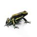 ( земноводные ) Lynn kakyadokga L ( Kiss jiyadokga L )*yellow stripe~(1 шт ) Hokkaido * Kyushu авиапочта необходимо теплоизоляция 