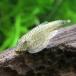 ( тропическая рыба ) коричневый ina бабочка * Plecostomus (1 шт ) Hokkaido * Kyushu авиапочта необходимо теплоизоляция 