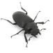 ( насекомое )gi черновой . Prosopocoilus inclinatus поток отсутствует производство взрослое насекомое 65mm CB(1 пара )