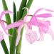 ( декоративное растение ). Ran товар вид случайный Cattleya 3~4 номер (1 горшок )