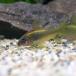 ( тропическая рыба ) Corydoras * подсветка -tas Gold ( bleed )(1 шт ) Hokkaido * Kyushu авиапочта необходимо теплоизоляция 