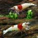( креветка ) Red Bee Shrimp "солнечный круг" * Mothra комплект Hokkaido * Kyushu авиапочта необходимо теплоизоляция 