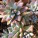  succulent plant / autumn beauty [S/M increase amount middle ]( every week Monday shipping :4 month 29 day *5 month 6 day. week is holiday ... therefore,5 month 13 day shipping . times does )