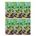 [6 коробка комплект ] Glyco plitsu. данный земля ограничение Tokai. тест . васаби Япония тест ........plitsu