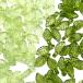  очарование лист .. leaf прозрачный зеленый лист .50 шт ручная работа рукоделие материал серьги браслет pt-2636