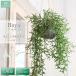 HANAYUKI искусственная зелень Hoya подвешивание ниже висячий 55cm фотокаталитический обработка человеческий труд декоративное растение модный открытие праздник . открытие праздник . перемещение магазин оборудование орнамент 