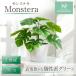 HANAYUKI fake green monstera desk size 30cm photocatalyst processing human work decorative plant stylish .. opening opening gift store interior 