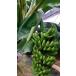 [dowa-f Taiwan ] banana рассада (.. низкий Taiwan banana товар вид )