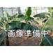  желтый золотой . banana рассада ( другой название . дракон .) Taiwan banana товар вид 