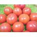 * лето. [ фрукты помидор ]*800g и больше *. для бытового использования ( шар число случайный )* предварительный заказ товар *. семья . наслаждение принимаю. . рекомендация. . товар. *
