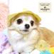  цыпленок Chan шляпа собака одежда собака одежда маленький размер собака кошка товары для домашних животных весна лето 