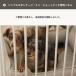 �y�p�l��2���Z�b�g�z�y�b�g�T�[�N�� ���p �P�[�W �T�[�N�� �Q�[�W �y�b�g�t�F���X �b citydog �V�e�B�h�b�O �b �V���v�����_���P�[�W/�~�j�E�V���[�g�s�b�`��p �֘A�摜5