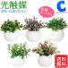  photocatalyst decorative plant fake green stylish interior round pot L
