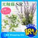 ( with translation ) fake green decorative plant photocatalyst human work decorative plant artificial flower deodorization clematis lavender 