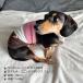 �u���{���v ���̕� ���� ���p ���^�� ��� �� �{�[�_�[ �A�C�X�N���[���� �h�b�O�E�G�A  �h�J ���� �� ��[�΍� �~ �������� �u���b�s���O(�L���j�v �֘A�摜1