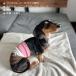 �u���{���v ���̕� ���� ���p ���^�� ��� �� �{�[�_�[ �A�C�X�N���[���� �h�b�O�E�G�A  �h�J ���� �� ��[�΍� �~ �������� �u���b�s���O(�L���j�v �֘A�摜2