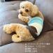 �u���{���v ���̕� ���� ���p ���^�� ��� �� �{�[�_�[ �A�C�X�N���[���� �h�b�O�E�G�A  �h�J ���� �� ��[�΍� �~ �������� �u���b�s���O(�L���j�v �֘A�摜3