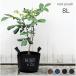  цветочный горшок roots сумка 8L диаметр 21cm нетканый материал производства горшок покрытие посадочная машина садоводство зеленый интерьер огород декоративное растение . корень растения суккулентное растение 4 номер 5 номер для 
